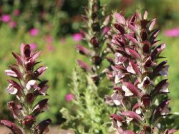 Wahre / Weiche Bärenklau &#8218;Mornings Candle&#8216;, Acanthus mollis x spinosus &#8218;Mornings Candle&#8216;, Topfware