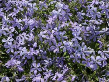 Wald-Flammenblume &#8218;Clouds of Perfume&#8216;, Phlox divaricata &#8218;Clouds of Perfume&#8216;, Topfware