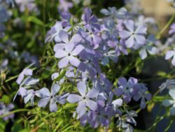 Kanadische Wald-Flammenblume, Phlox divaricata subsp. laphamii, Topfware