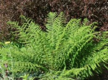 Wald-Frauenfarn, Athyrium filix-femina, Containerware