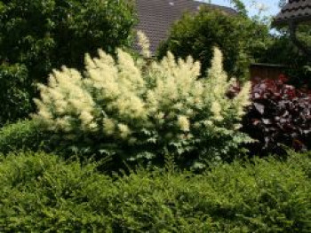 Hoher Wald-Geißbart, Aruncus dioicus, Topfware