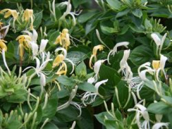 Wald Geißblatt / Wald-Geisschlinge &#8218;Graham Thomas&#8216;, 60-100 cm, Lonicera periclymenum &#8218;Graham Thomas&#8216;, Containerware