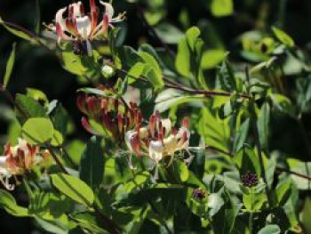 Wald Geißblatt / Wald-Geisschlinge &#8218;Serotina&#8216;, 60-100 cm, Lonicera periclymenum &#8218;Serotina&#8216;, Containerware