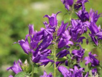 Wald Glockenblume, Campanula latifolia var. macrantha, Topfware