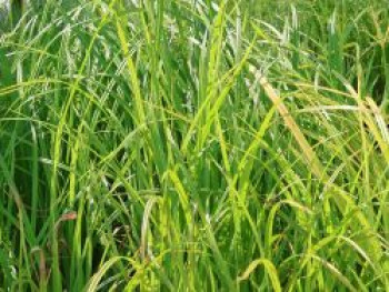 Wald-Simse, Scirpus sylvaticus, Topfware