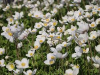 Wald-Windröschen, Anemone sylvestris, Topfware