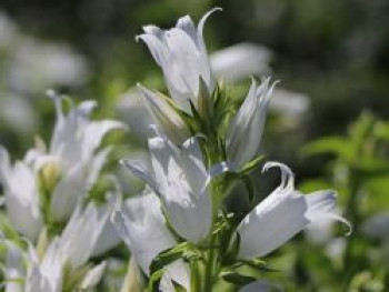 Waldglockenblume &#8218;Alba&#8216;, Campanula latifolia var. macrantha &#8218;Alba&#8216;, Topfware