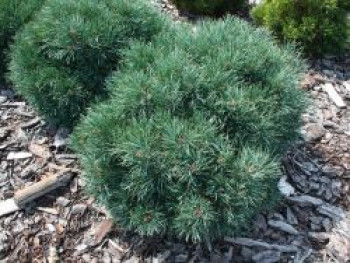 Waldkiefer &#8218;Frensham&#8216;, Stamm 80-90 cm, 100-110 cm, Pinus sylvestris &#8218;Frensham&#8216;, Containerware