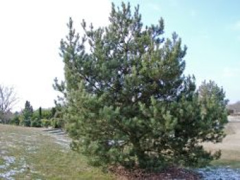 Waldkiefer 'Norske Typ', 10-20 cm, Pinus sylvestris 'Norske Typ', Topfware