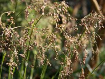 Waldmarbel &#8218;Auslese&#8216;, Luzula sylvatica &#8218;Auslese&#8216;, Topfware