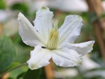 Waldrebe 'Aneta', 50-100 cm, Clematis 'Aneta', Containerware