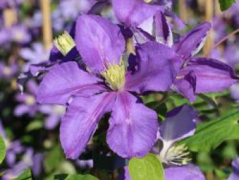 Waldrebe &#8218;Ascotiensis&#8216;, 60-100 cm, Clematis &#8218;Ascotiensis&#8216;, Containerware