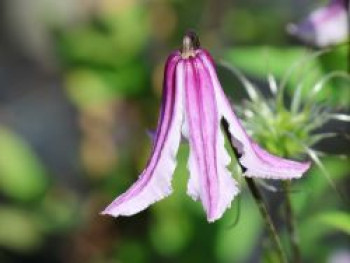 Waldrebe &#8218;Benedikt&#8216;, Clematis diversifolia &#8218;Benedikt&#8216;, Containerware