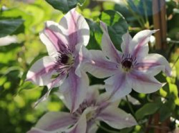 Waldrebe &#8218;Best Wishes&#8216;, 60-100 cm, Clematis &#8218;Best Wishes&#8216;, Containerware