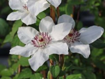 Waldrebe Boulevard ® &#8218;Ninon&#8216; Evipo052, 60-100 cm, Clematis Boulevard ® &#8218;Ninon&#8216; Evipo052, Containerware