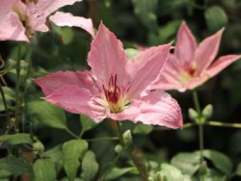 Waldrebe Boulevard ® 'Sarah Elizabeth', 60-100 cm, Clematis Boulevard ® 'Sarah Elizabeth', Containerware