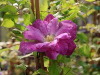 Waldrebe 'Change of Heart', 50-100 cm, Clematis 'Change of Heart', Containerware