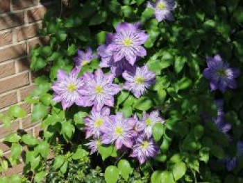 Waldrebe 'Crystal Fountain' / 'Fairy Blue', 50-100 cm, Clematis 'Crystal Fountain' / 'Fairy Blue', Containerware