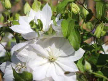 Waldrebe &#8218;Dancing Dorien&#8216; ®, 60-100 cm, Clematis &#8218;Dancing Dorien&#8216; ®, Containerware