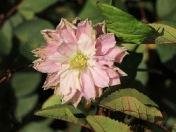 Waldrebe &#8218;Dancing Smile&#8216;, 60-100 cm, Clematis &#8218;Dancing Smile&#8216;, Containerware