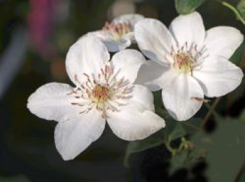 Waldrebe &#8218;Destiny&#8216;, 60-100 cm, Clematis &#8218;Destiny&#8216;, Containerware