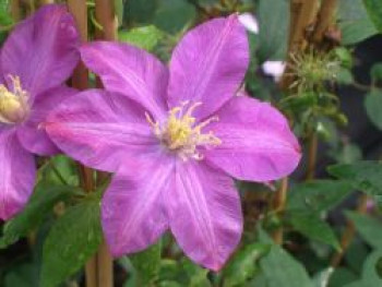 Waldrebe &#8218;Dorothy Tolver&#8216;, 60-100 cm, Clematis &#8218;Dorothy Tolver&#8216;, Containerware