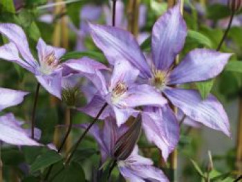 Waldrebe &#8218;Dorothy Walton&#8216;, 60-100 cm, Clematis &#8218;Dorothy Walton&#8216;, Containerware