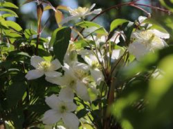 Waldrebe &#8218;Elten&#8216;, 60-100 cm, Clematis montana &#8218;Elten&#8216;, Containerware