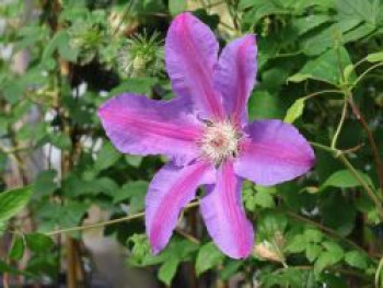 Waldrebe 'Etoile de Malicorne', 50-100 cm, Clematis 'Etoile de Malicorne', Containerware