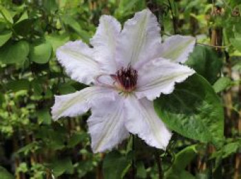 Waldrebe &#8218;Fair Rosamond&#8216;, 60-100 cm, Clematis &#8218;Fair Rosamond&#8216;, Containerware