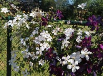 Waldrebe &#8218;Forever Friends&#8216;, 60-100 cm, Clematis &#8218;Forever Friends&#8216;, Containerware