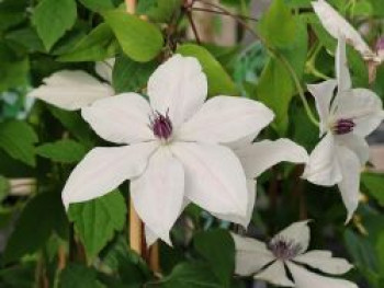 Waldrebe GARLAND ® 'Tsukiko', 60-100 cm, Clematis GARLAND ® 'Tsukiko', Containerware