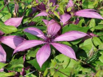 Waldrebe 'Giselle', 60-100 cm, Clematis 'Giselle', Containerware