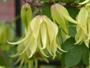 Waldrebe 'Golden Surprise', 50-100 cm, Clematis chiisanensis 'Golden Surprise', Containerware