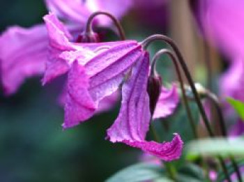 Waldrebe &#8218;Heather Hershell&#8216;, Clematis diversifolia &#8218;Heather Hershell&#8216;, Containerware