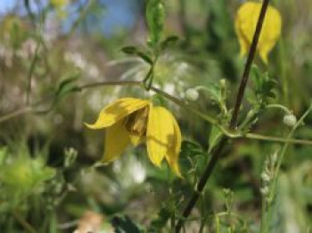 Waldrebe 'Helios', 60-100 cm, Clematis tangutica 'Helios', Containerware