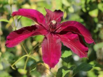 Waldrebe &#8218;Huvi&#8216;, 60-100 cm, Clematis &#8218;Huvi&#8216;, Containerware