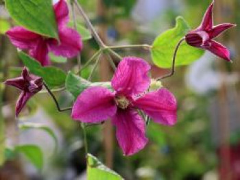 Waldrebe &#8218;Inspiration&#8216;, Clematis integrifolia &#8218;Inspiration&#8216;, Containerware