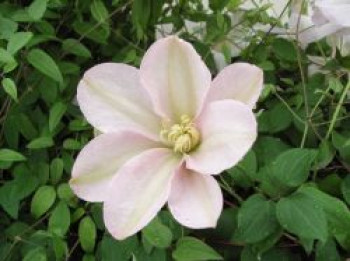 Waldrebe &#8218;Jeanne&#8217;s Pink&#8216;, 60-100 cm, Clematis &#8218;Jeanne&#8217;s Pink&#8216;, Containerware