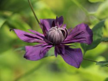 Waldrebe &#8218;Kokonoe&#8216;, 60-100 cm, Clematis &#8218;Kokonoe&#8216;, Containerware