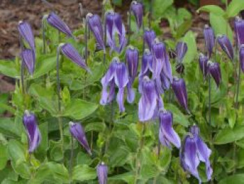 Waldrebe 'Little Artist', Clematis 'Little Artist', Containerware