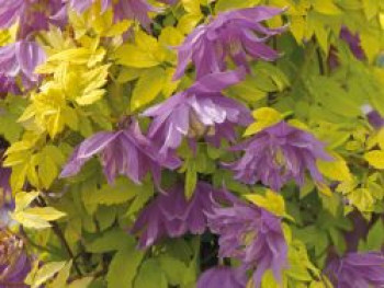 Waldrebe 'Luminous Dusk', 50-100 cm, Clematis 'Luminous Dusk', Containerware