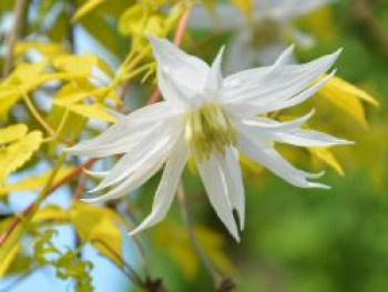 Waldrebe 'Luminous Snow', 50-100 cm, Clematis 'Luminous Snow', Containerware