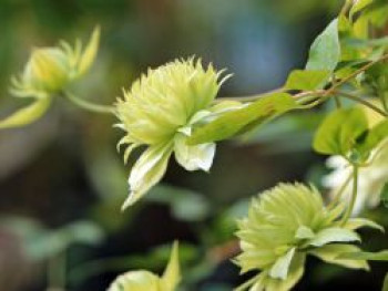 Waldrebe 'Manju', 60-100 cm, Clematis 'Manju', Containerware