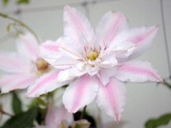 Waldrebe 'Matka Siedliska', 50-100 cm, Clematis 'Matka Siedliska', Containerware