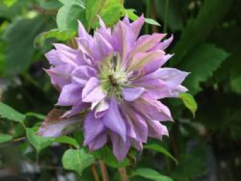 Waldrebe &#8218;Matsuridaiko&#8216;, 60-100 cm, Clematis &#8218;Matsuridaiko&#8216;, Containerware