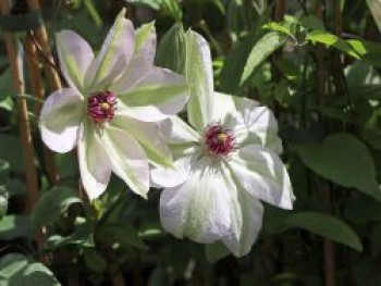 Waldrebe &#8218;Miss Bateman&#8216;, 60-100 cm, Clematis &#8218;Miss Bateman&#8216;, Containerware