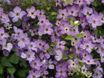 Waldrebe 'Morning Sky', 50-100 cm, Clematis 'Morning Sky', Containerware