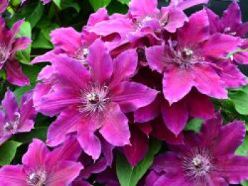 Waldrebe 'My Beauty', 50-100 cm, Clematis 'My Beauty', Containerware