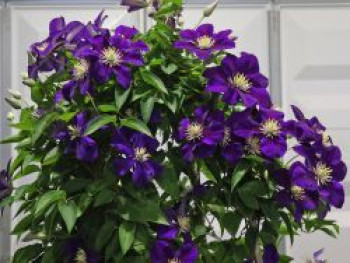 Waldrebe 'Neonka', 50-100 cm, Clematis 'Neonka', Containerware